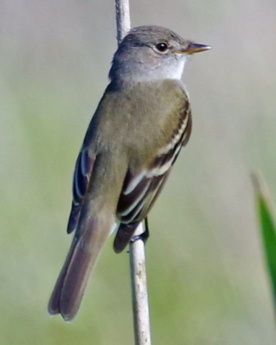 Willow Flycatcher - ML348228111