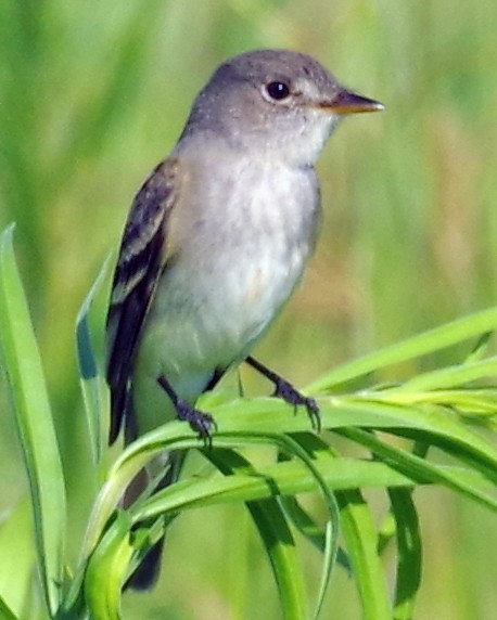 Willow Flycatcher - ML348228121