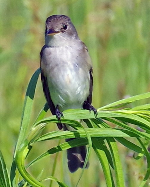 Willow Flycatcher - ML348228131