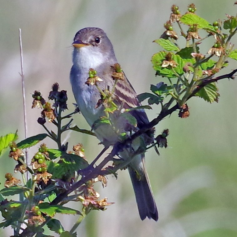 Willow Flycatcher - Bill Winkler