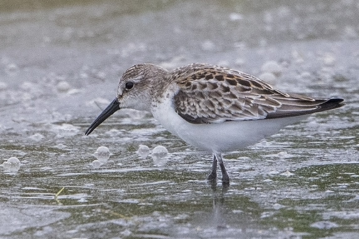 Western Sandpiper - Bradley Hacker 🦜