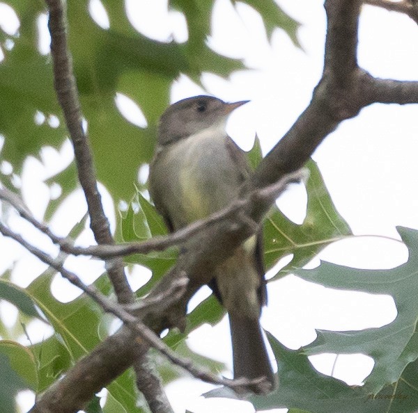 Eastern Wood-Pewee - ML348230281