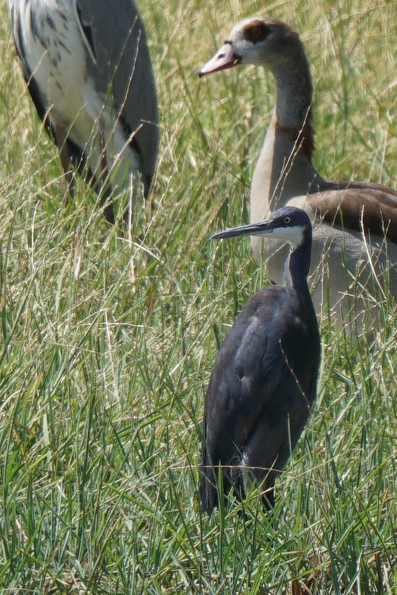 Western Reef-Heron - ML348230681