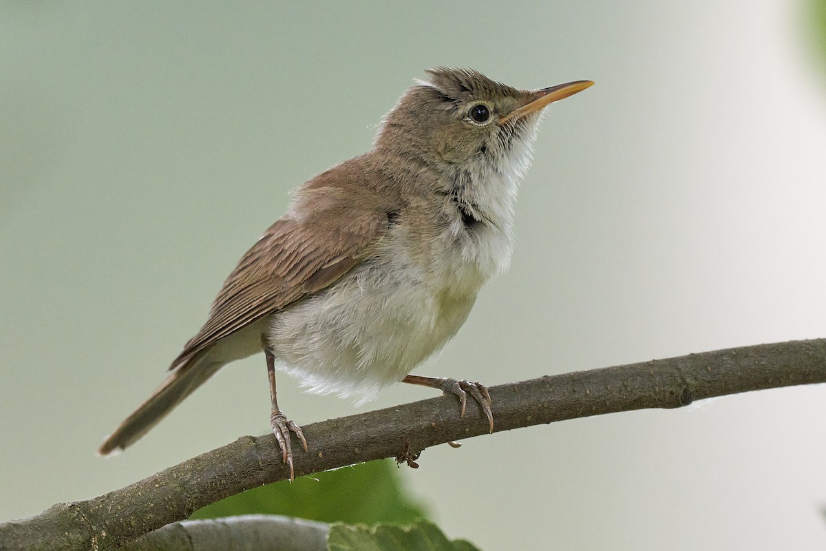 Western Olivaceous Warbler - ML348231371