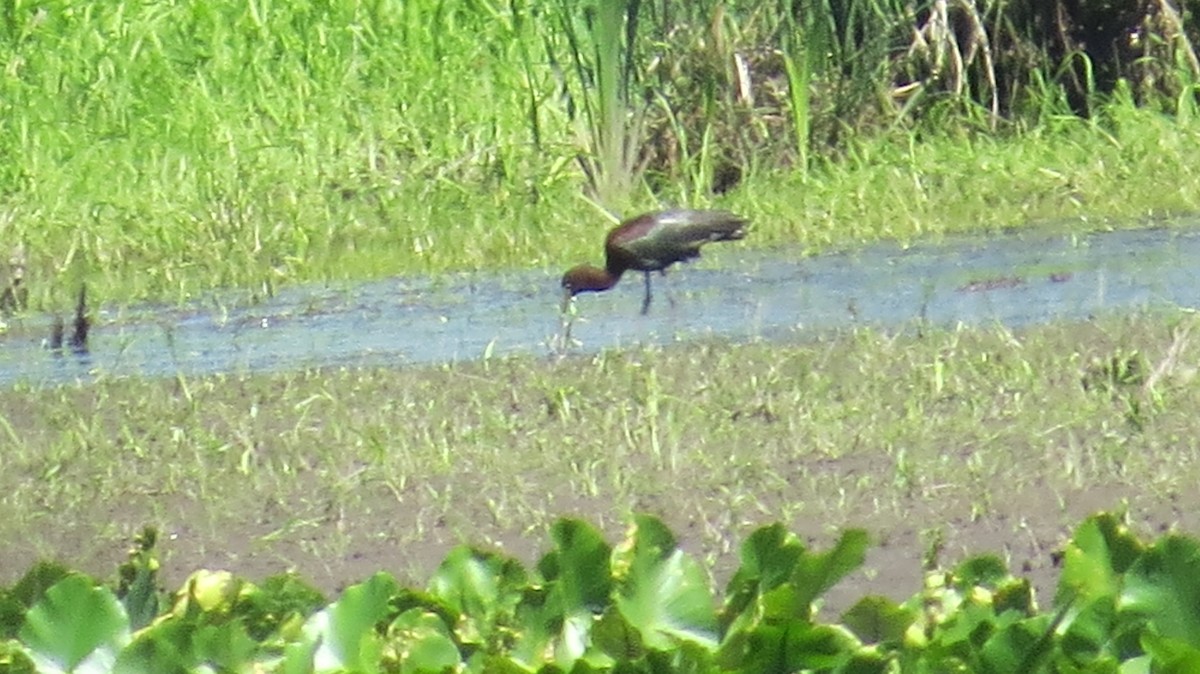 Glossy Ibis - ML348235781