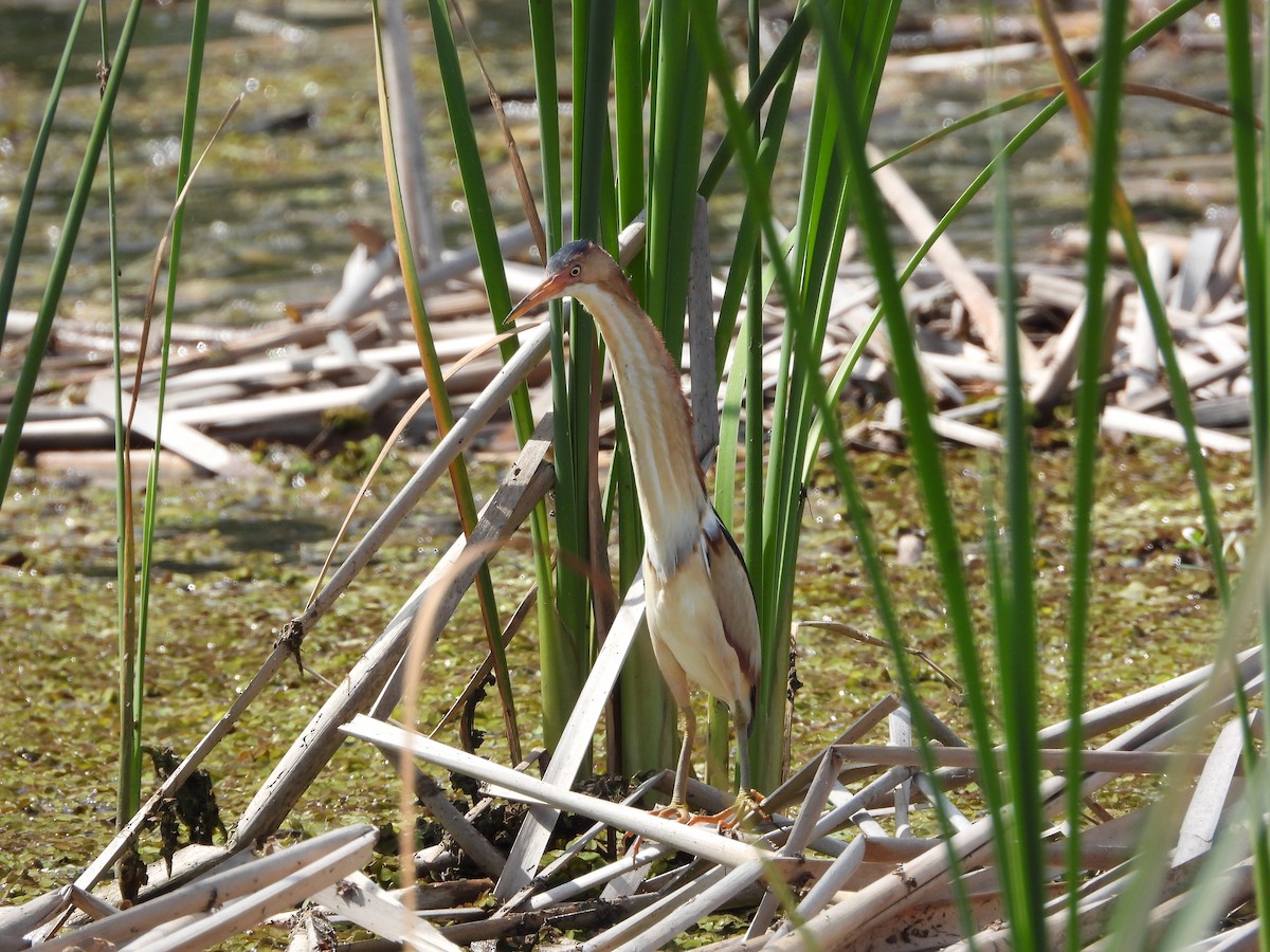 Least Bittern - ML348240291