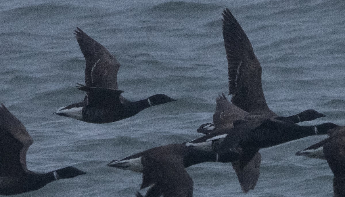 Brant - ML348241131