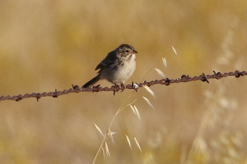 Clay-colored Sparrow - ML34824481