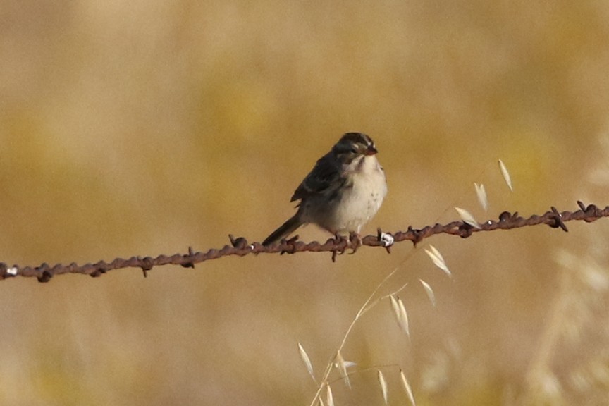 Clay-colored Sparrow - ML34824501