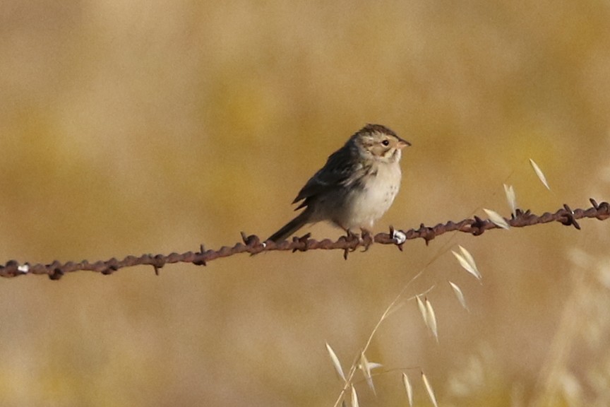 Clay-colored Sparrow - ML34824511