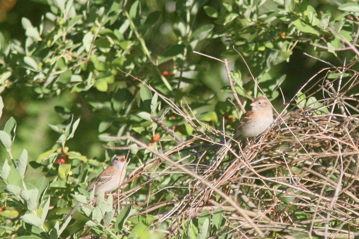 Field Sparrow - Larry Therrien