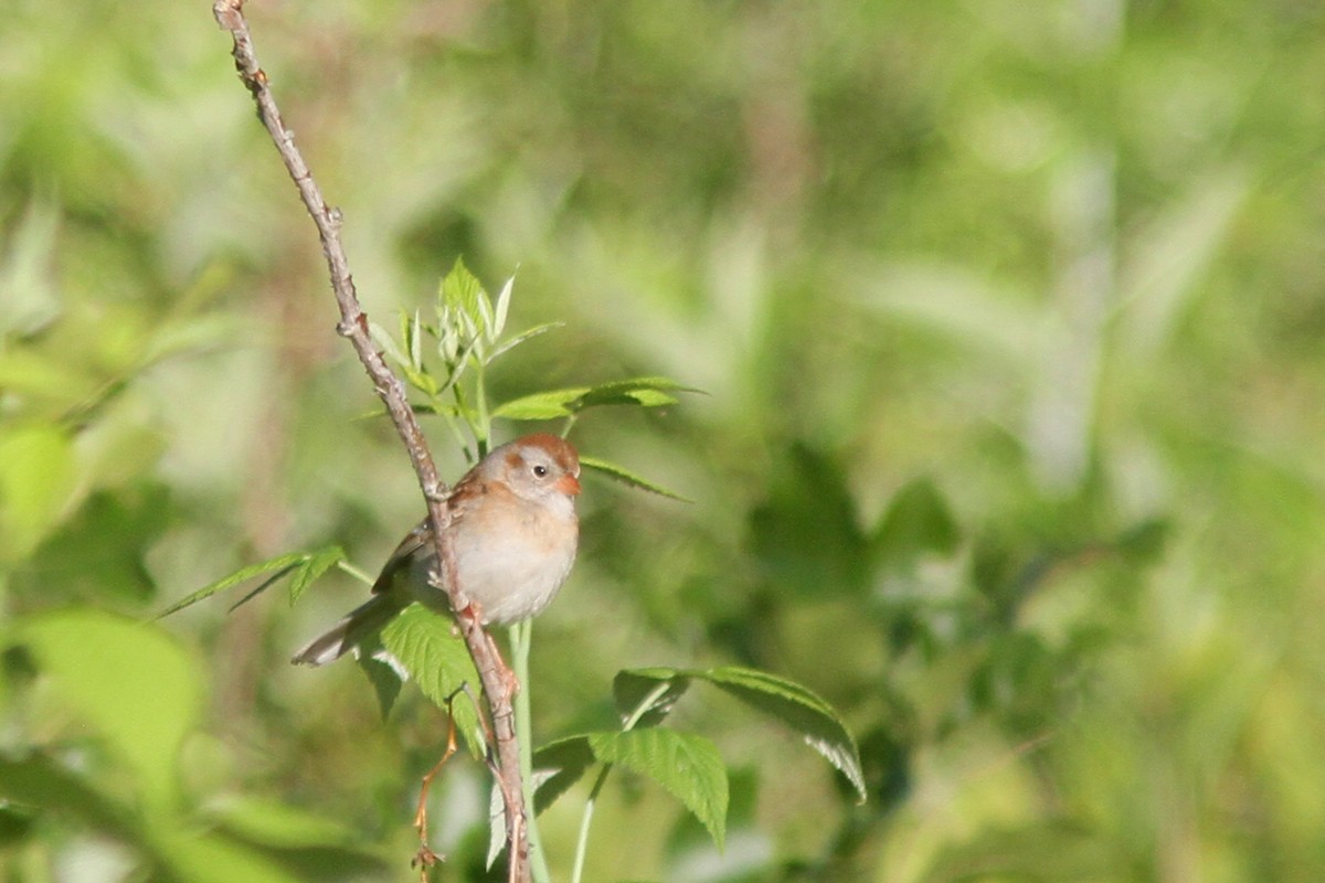 Field Sparrow - Larry Therrien