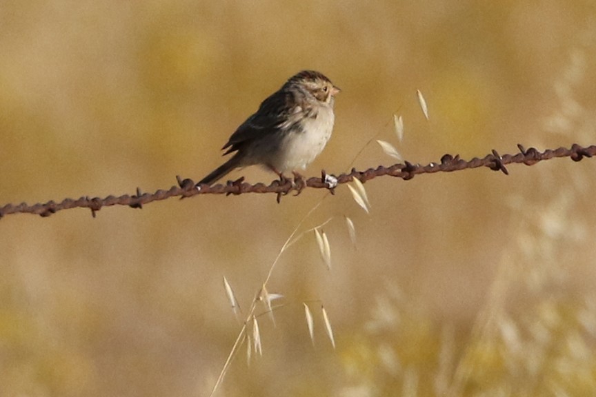 Clay-colored Sparrow - ML34824531