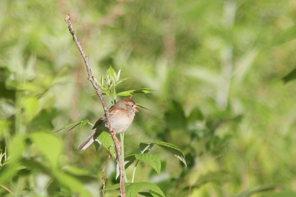 Field Sparrow - Larry Therrien