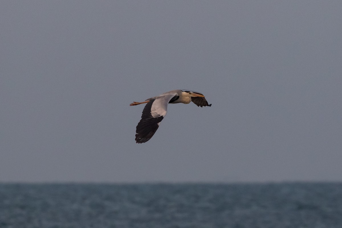 Gray Heron (Mauritanian) - ML348245331