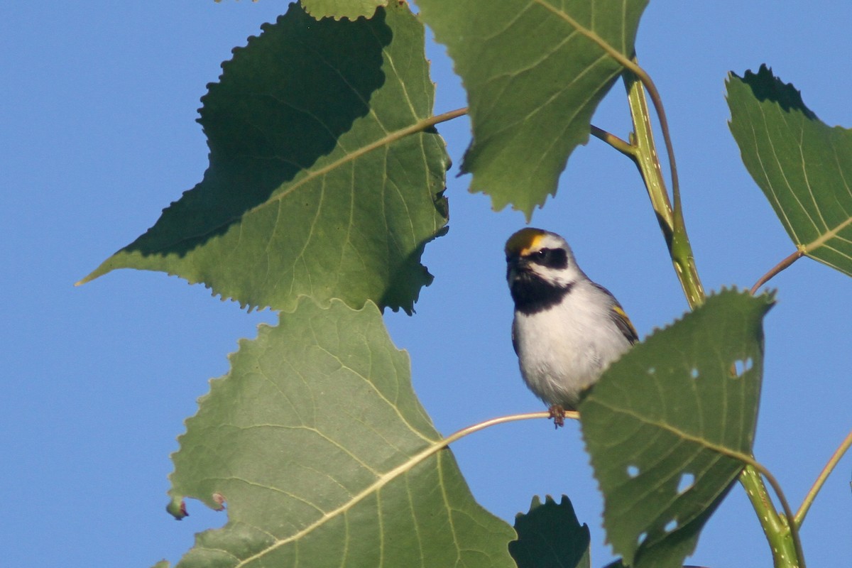 Goldflügel-Waldsänger - ML348245671