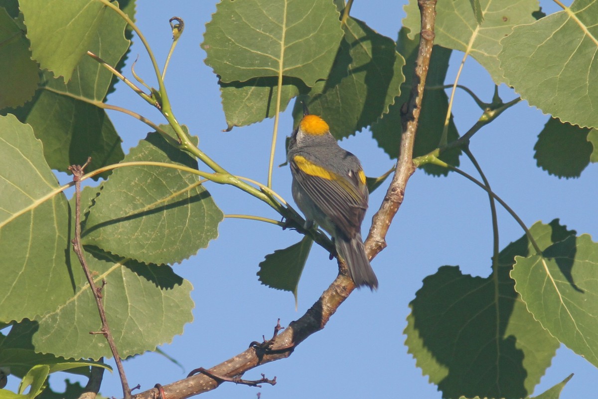 Golden-winged Warbler - Larry Therrien