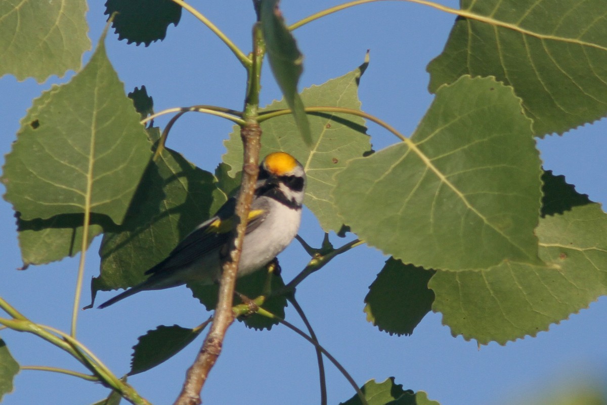 Golden-winged Warbler - Larry Therrien