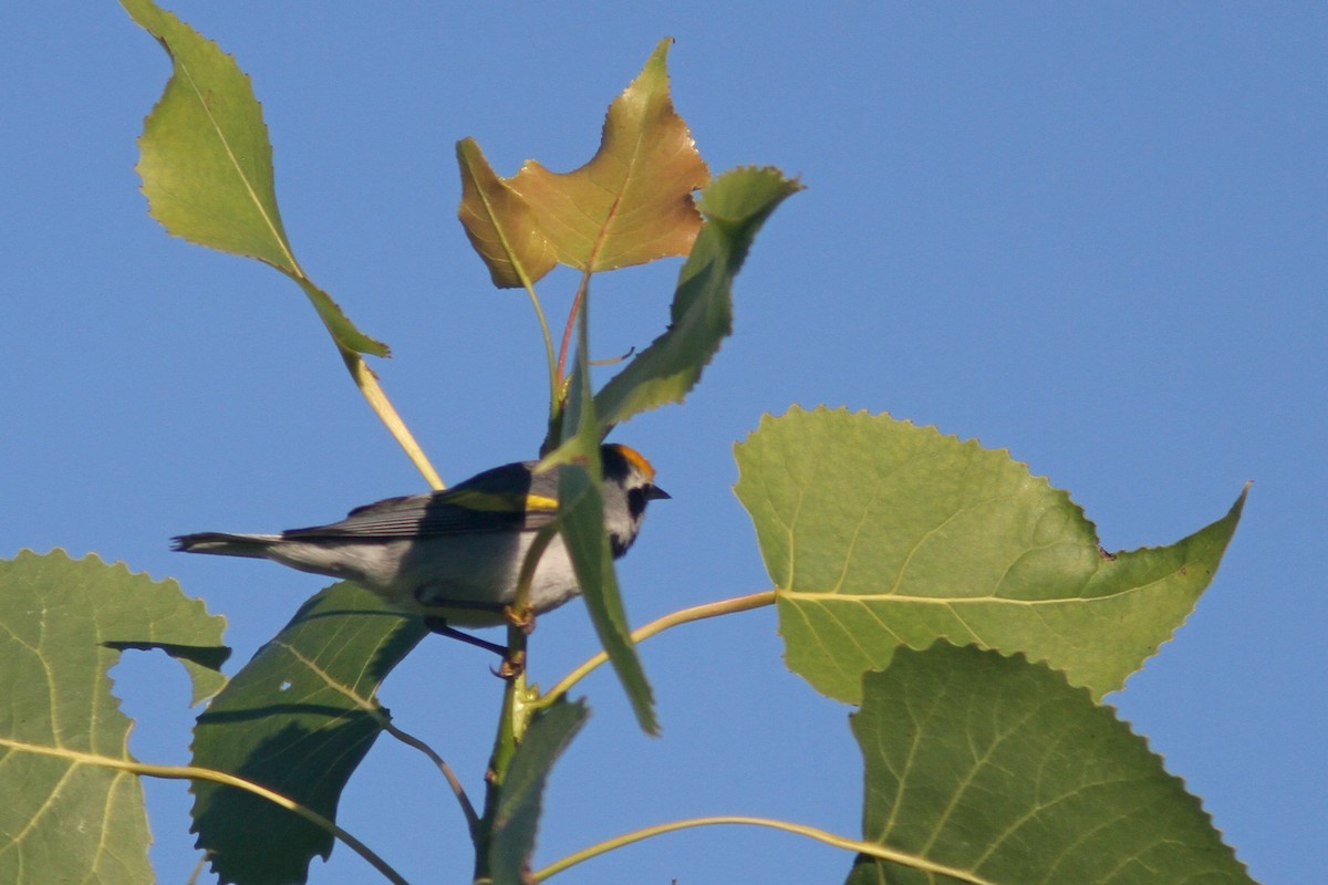 Golden-winged Warbler - Larry Therrien