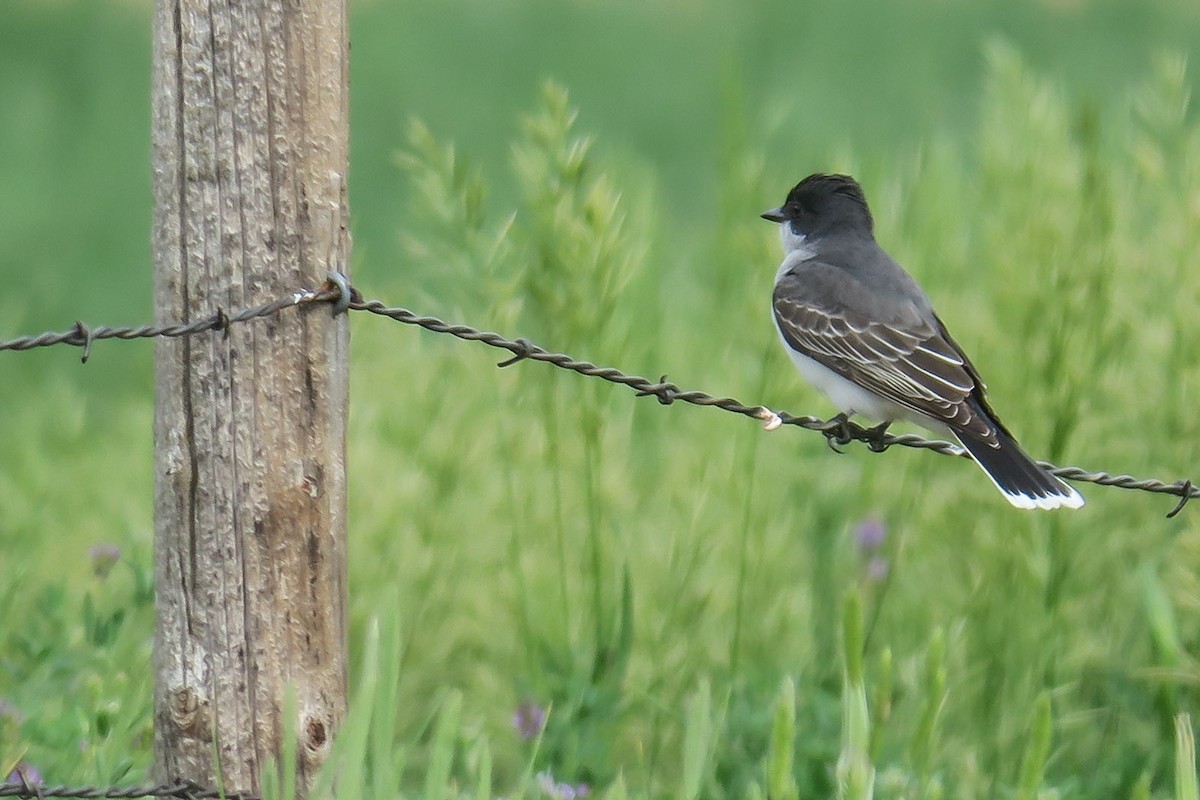 Eastern Kingbird - ML348246561