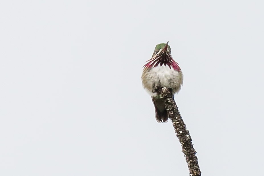 Calliope Hummingbird - ML348246671