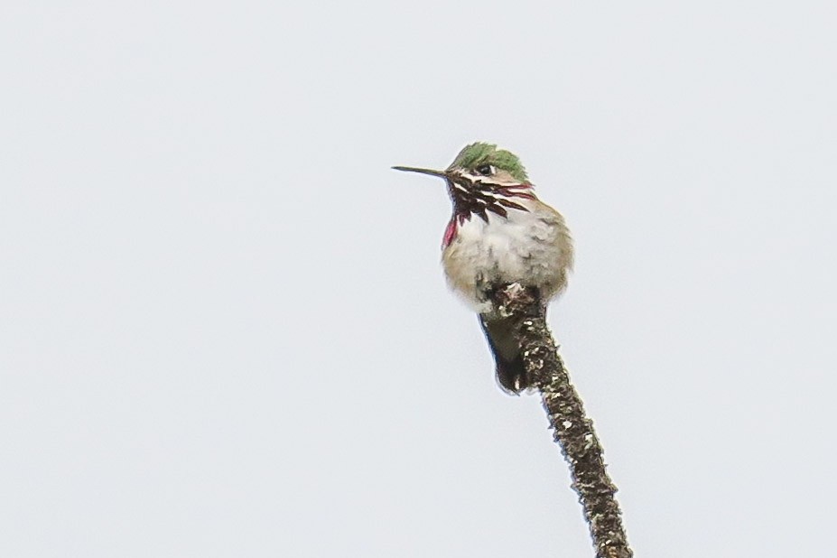Calliope Hummingbird - ML348246681