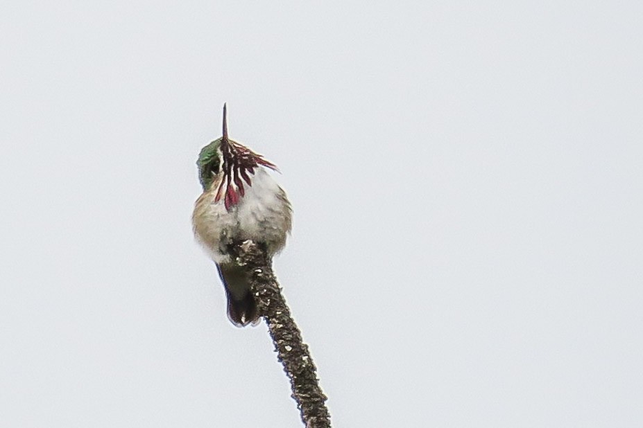 Calliope Hummingbird - ML348246691