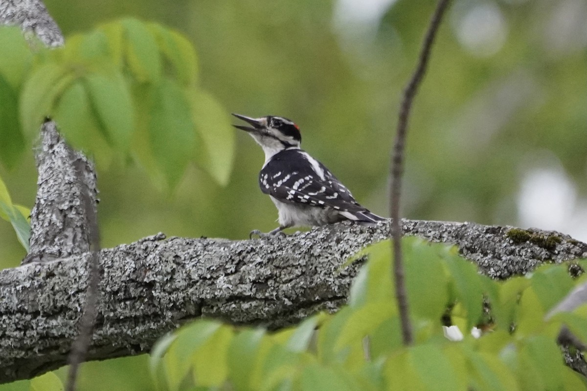 Hairy Woodpecker - Greg Hertler