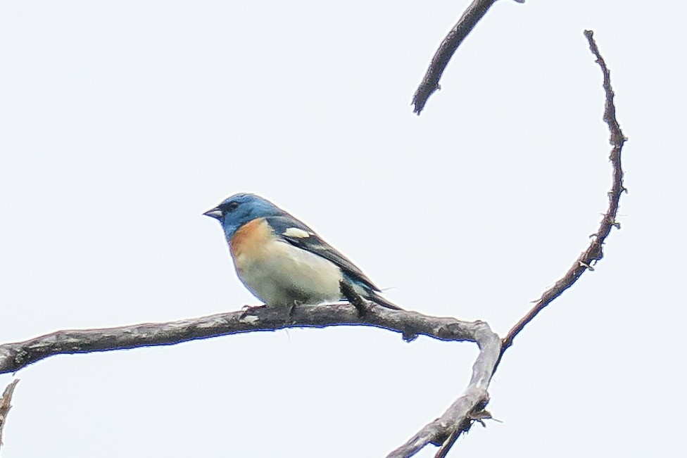 Lazuli Bunting - ML348247001