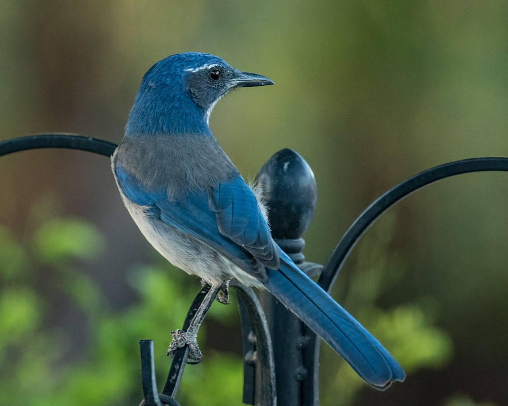 California Scrub-Jay - ML34824731