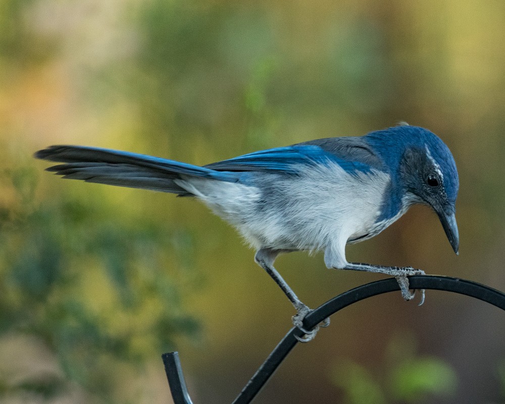 California Scrub-Jay - ML34824741