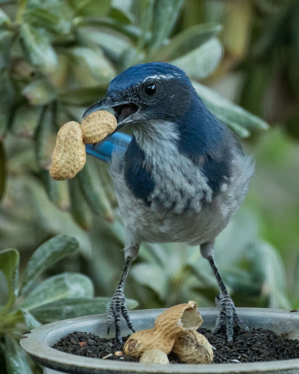 California Scrub-Jay - ML34824761