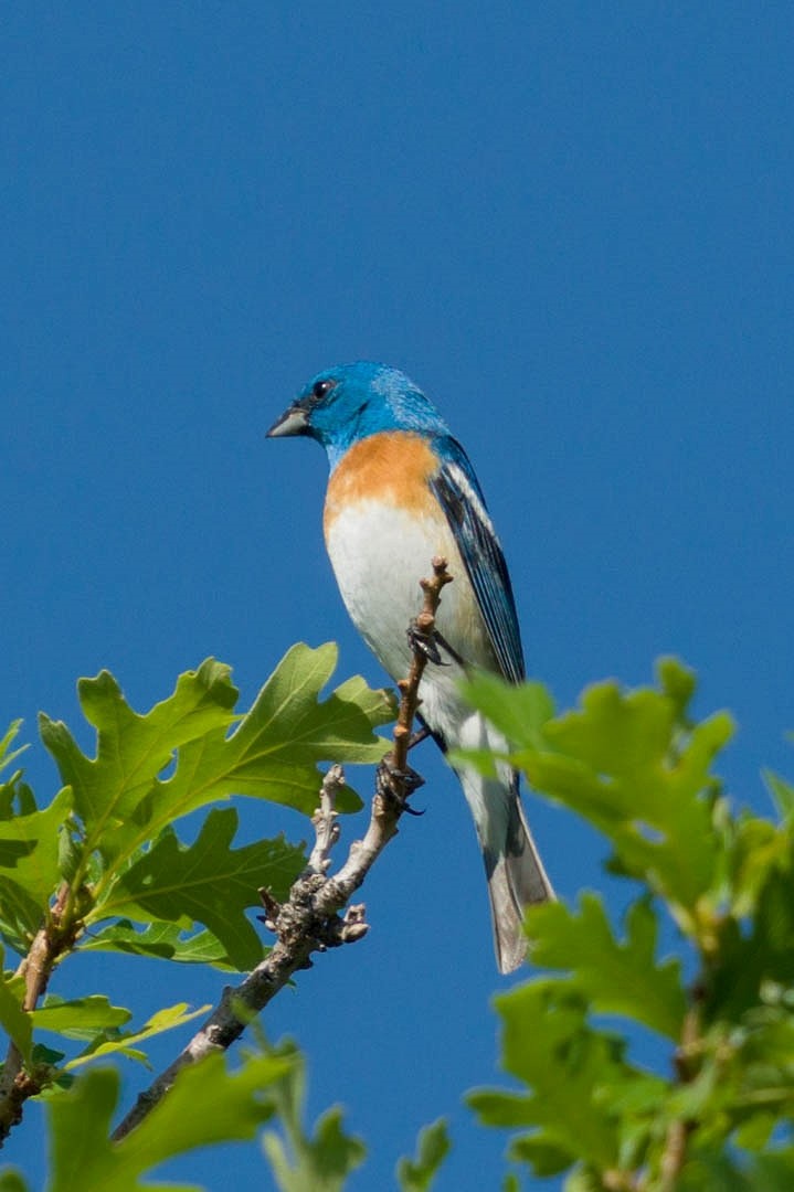 Lazuli Bunting - ML348249991