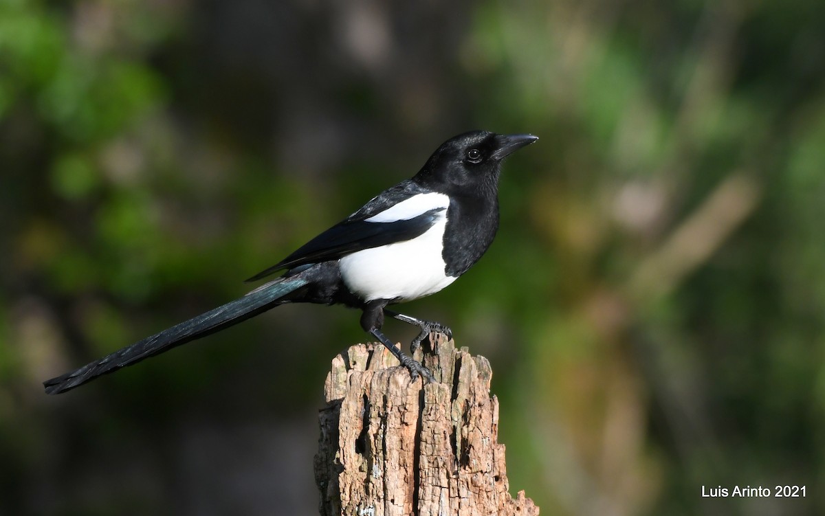 Eurasian Magpie - ML348250061