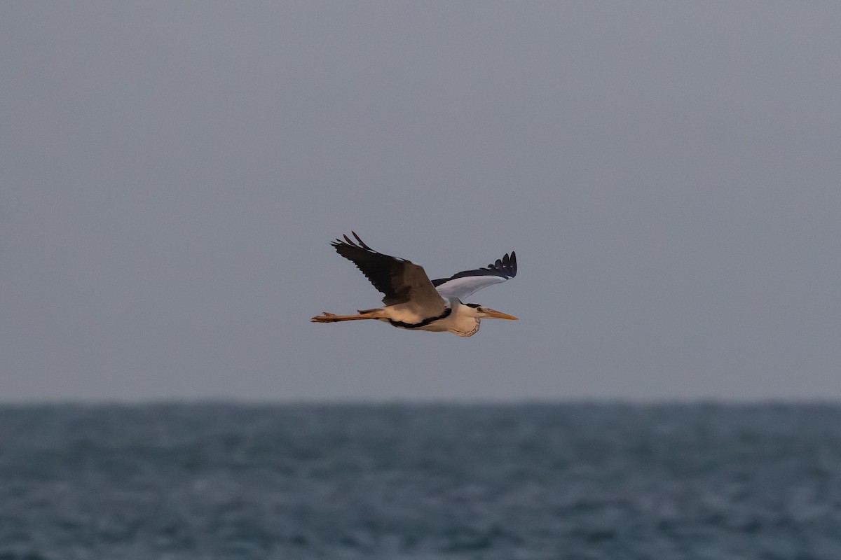 Gray Heron (Mauritanian) - Markus Craig