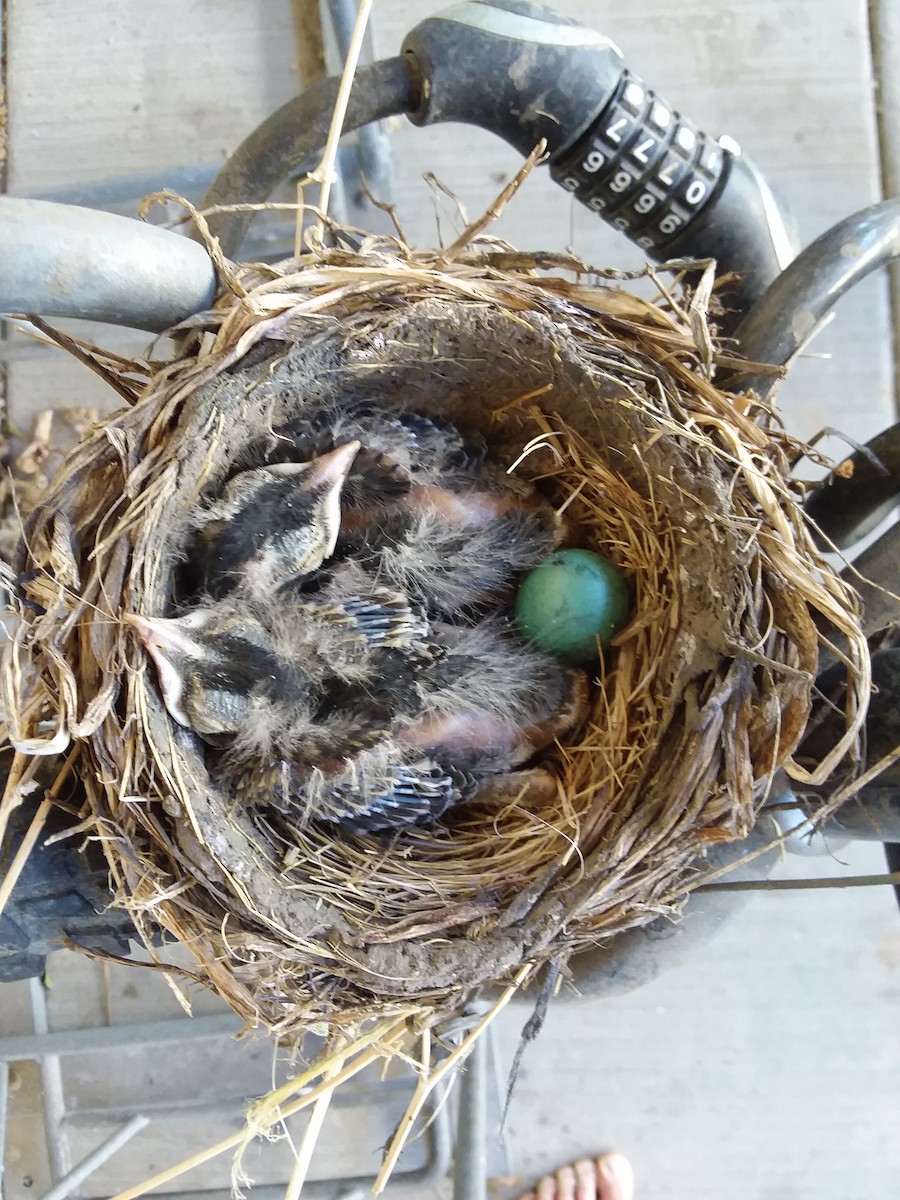 American Robin - ML348250281