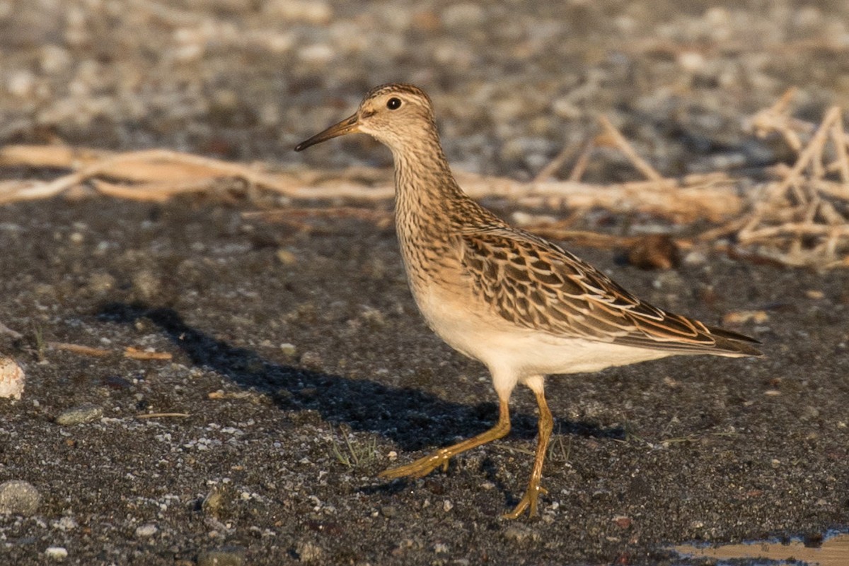 Pectoral Sandpiper - Chuck Coxe