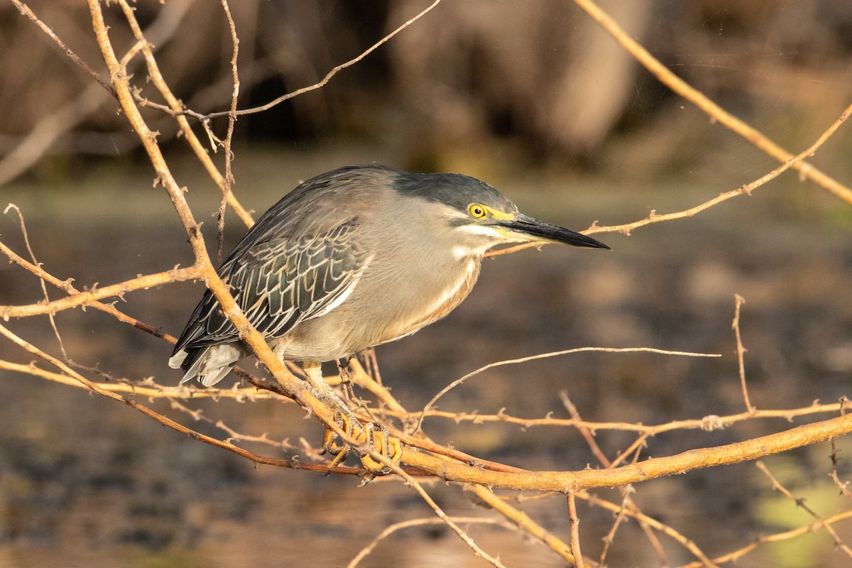 Striated Heron - ML348251231