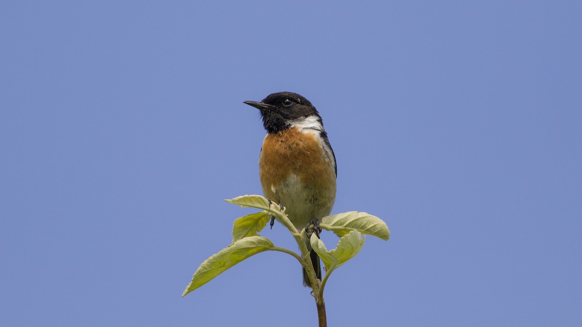 דוחל שחור-גרון - ML348251611