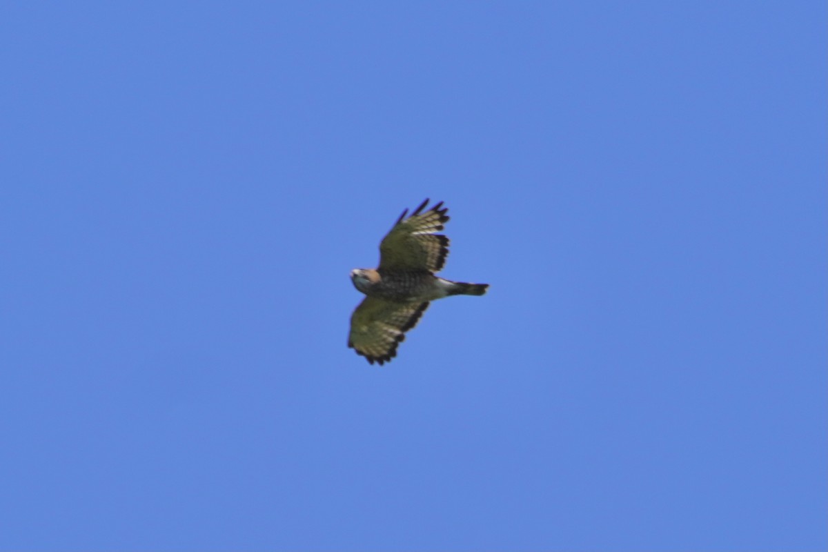 Broad-winged Hawk - ML348252321