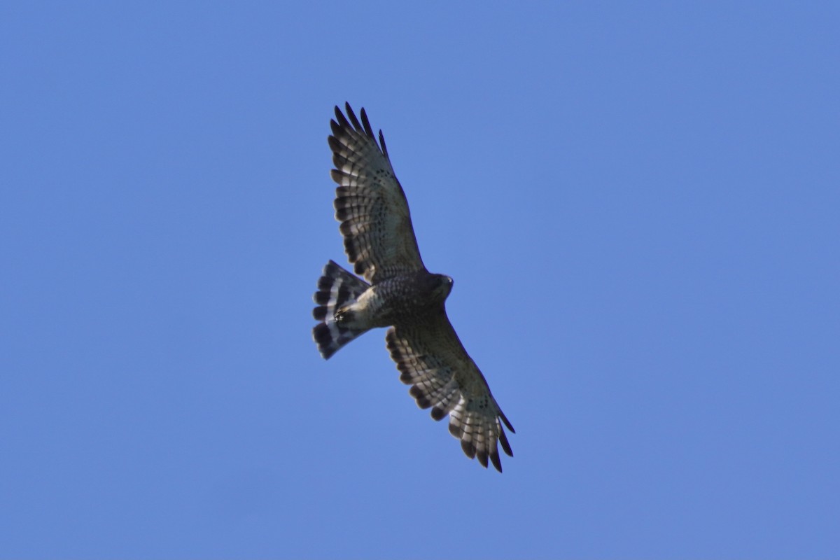 Broad-winged Hawk - ML348252331