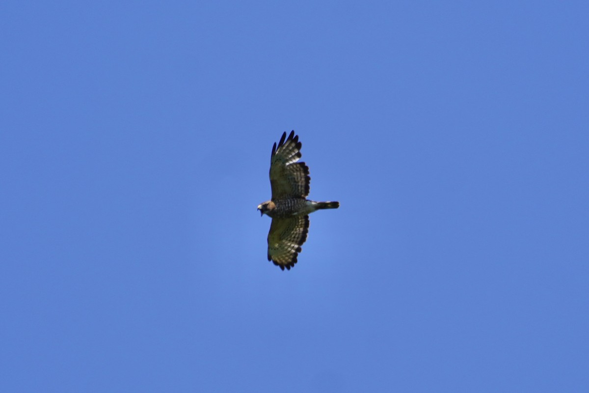 Broad-winged Hawk - ML348252341