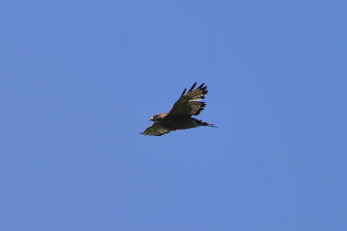 Broad-winged Hawk - ML348252351