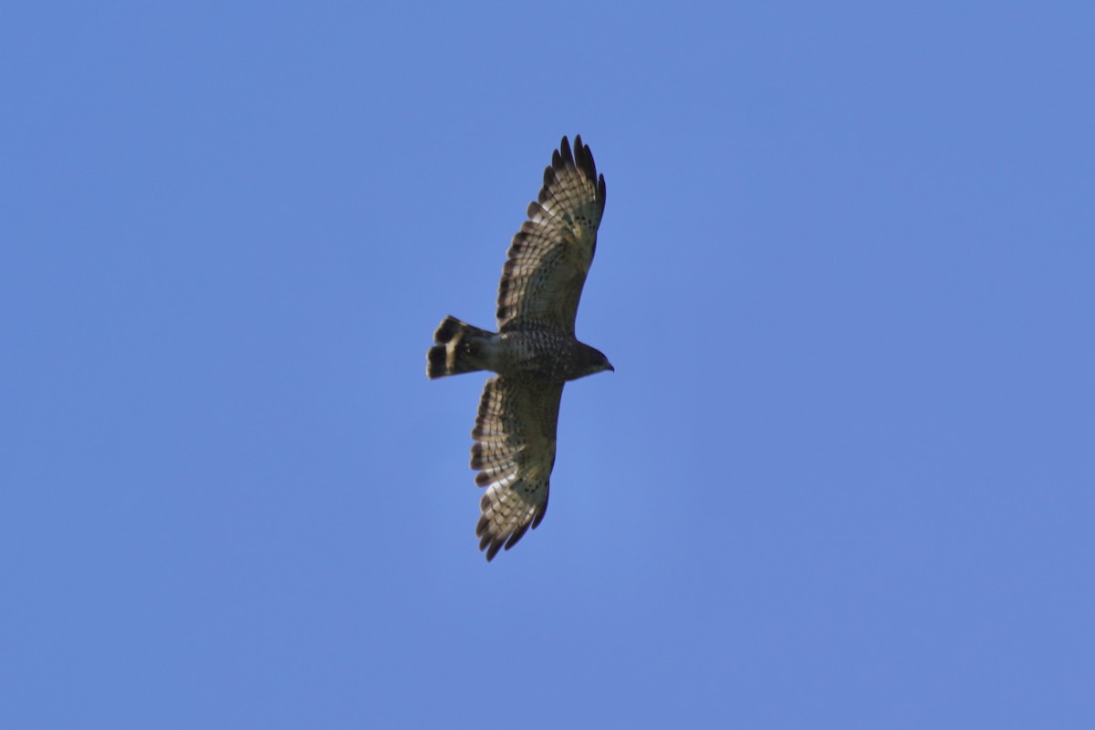 Broad-winged Hawk - ML348252361