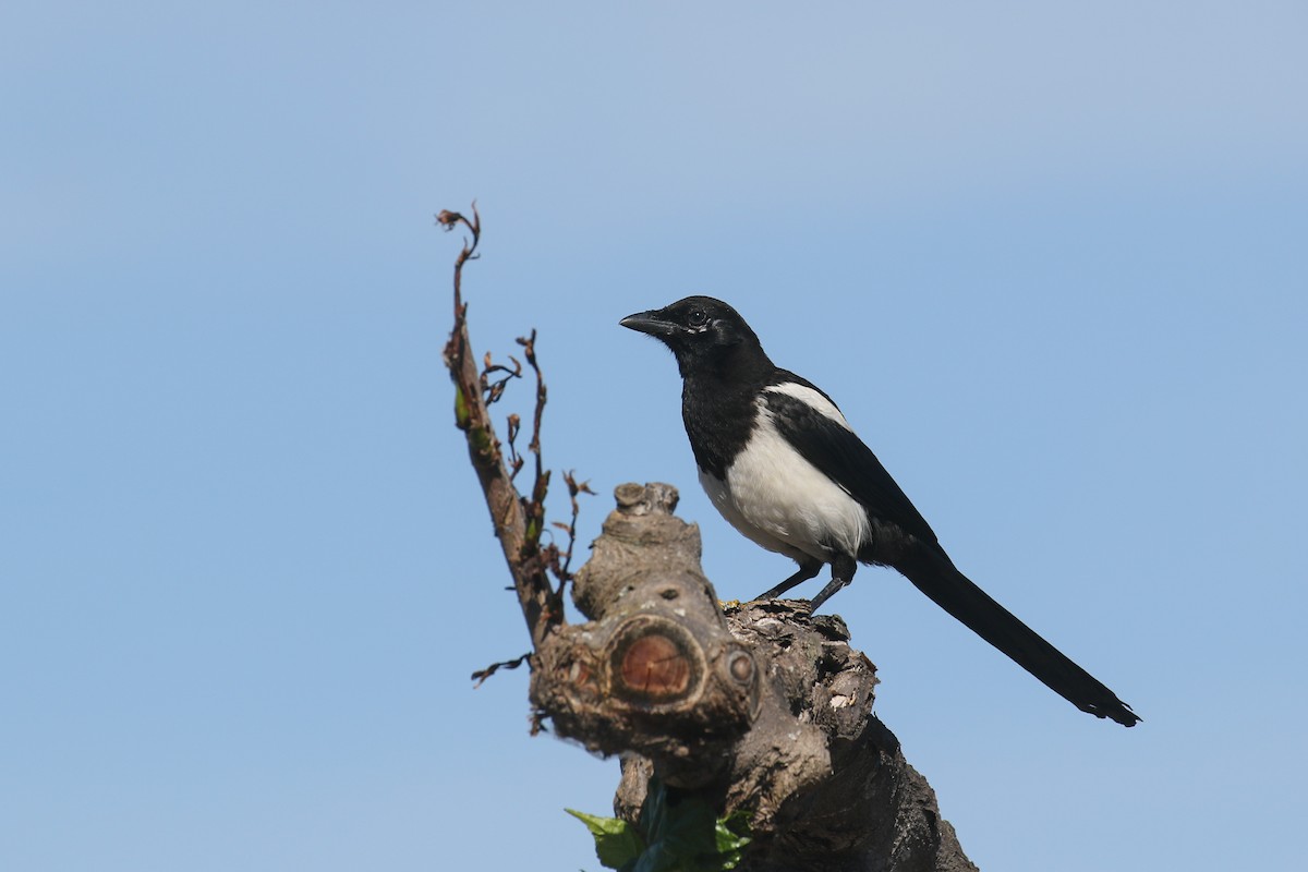 Eurasian Magpie - Thomas Galewski