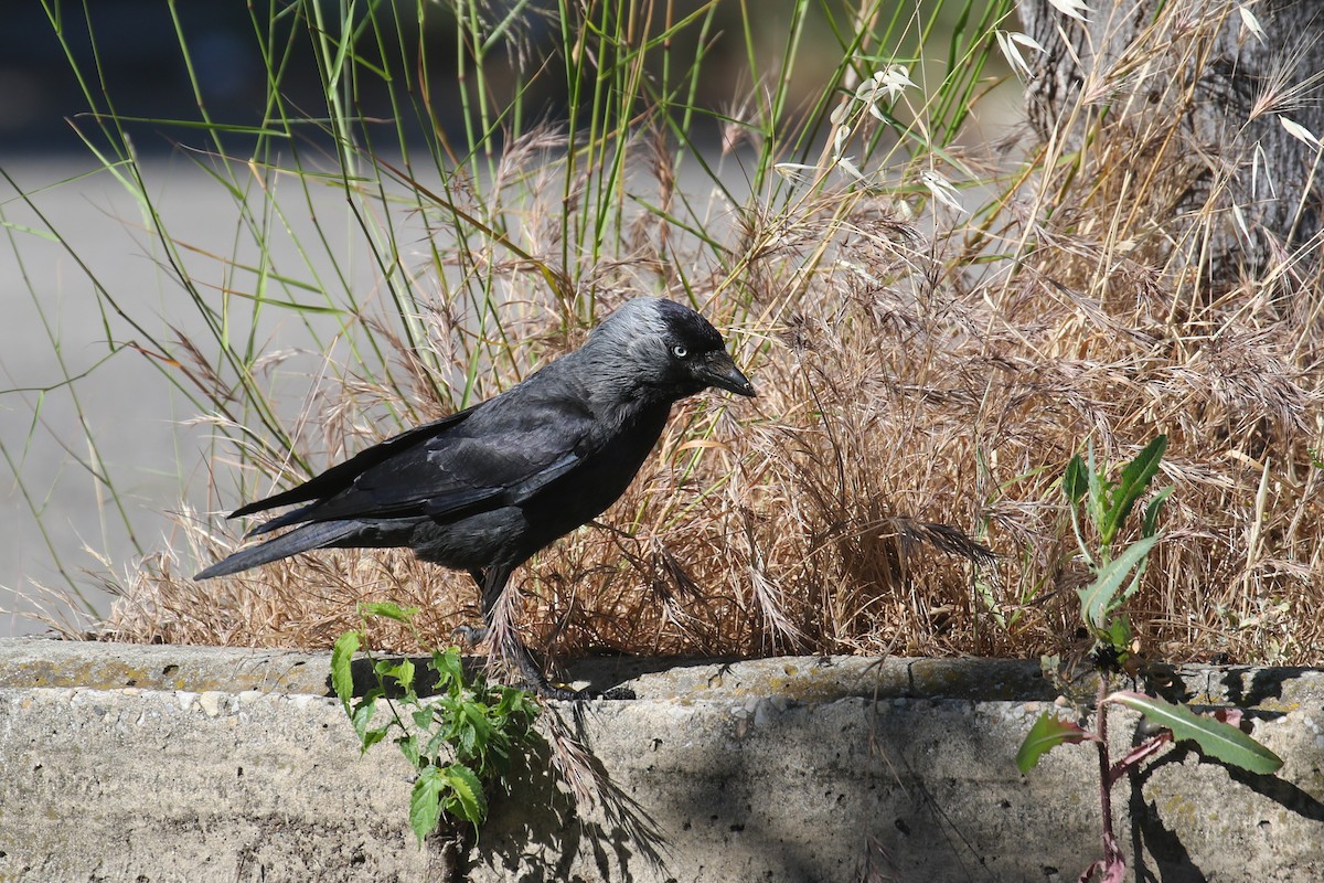 Eurasian Jackdaw - ML348254111