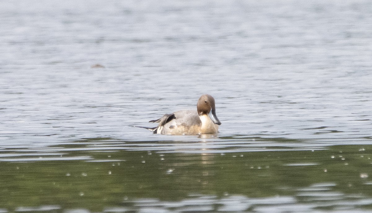 Northern Pintail - ML348254171