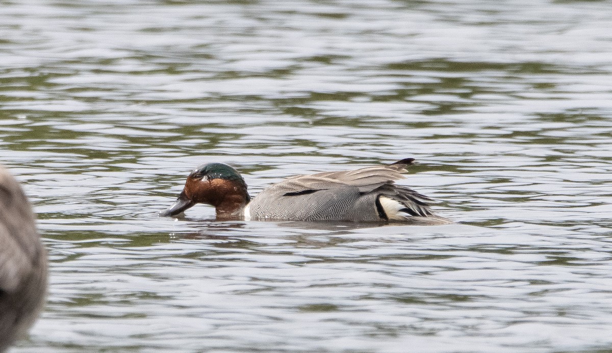 Green-winged Teal - Liam Huber