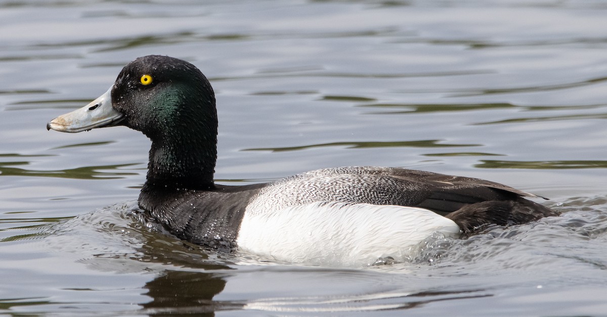 Greater Scaup - Liam Huber
