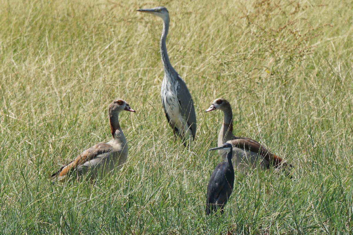 Western Reef-Heron - ML348256531